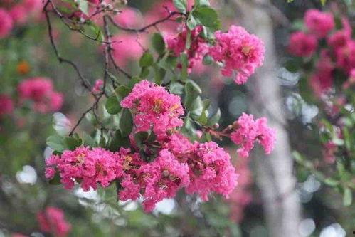 网红大渔海棠黑料视频,真相与争议并存