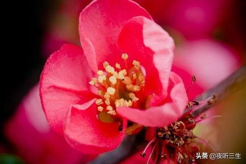 网红大渔海棠黑料视频,真相与争议并存