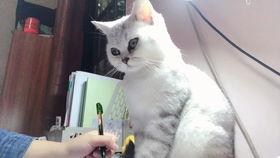 网红胖虎的黑料不大,真实形象与网络传闻的碰撞