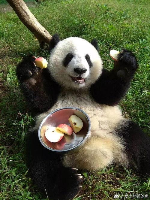 网红胖虎的黑料不大,真实形象与网络传闻的碰撞